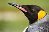 Portrait of a king penguin, Aptenodytes patagonica. Volunteer Point, Falkland Islands