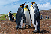 Königspinguine, Aptenodytes patagonica, in einer Kolonie. Volunteer Point, Falklandinseln