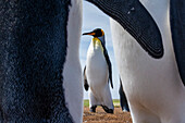 A king penguin, Aptenodytes patagonica. Volunteer Point, Falkland Islands