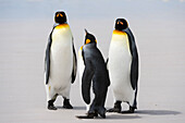 Three king penguins, Aptenodytes patagonica, on a sandy beach. Volunteer Point, Falkland Islands