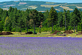 Ein Feld mit blühendem Lavendel, Lavandula-Arten, in voller Blüte. Terrassieres, Provence, Frankreich.