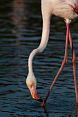 Nahaufnahme eines Großen Flamingos, Phoenicopterus roseus, beim Fressen. Saintes Maries de la Mer, Carmague, Bouches du Rhone, Provence Alpes Côte d'Azur, Frankreich.