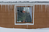 Eiszapfen hängen von der Dachrinne eines Hauses. Im Fenster blüht eine Amaryllis. Ilulissat, Grönland.