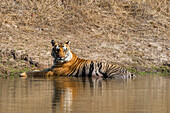 A Bengal tiger, Panthera tigris tigris, resting in a waterhole in India's Bandhavgarh National Park. Madhya Pradesh, India.
