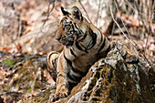 A Young Bengal tiger cub, Panthera tigris tigris, in the forest of India's Bandhavgarh National Park. Madhya Pradesh, India.