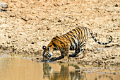 Bengal tiger, Panthera tigris tigris, drinking water from waterhole in India's Bandhavgarh National Park. Madhya Pradesh, India.