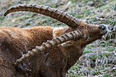 Nahaufnahme eines Alpensteinbocks, Capra ibex, der sich das Fell kratzt. Aosta, Savarenche-Tal, Gran-Paradiso-Nationalpark, Italien.