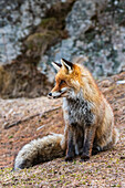 A red fox, Vulpes vulpes. looking at the distance. Aosta, Val Savarenche, Gran Paradiso National Park, Italy.