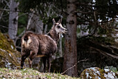 Eine Alpengämse, Rupicapra rupicapra, steht im Wald. Aosta, Savarenche-Tal, Gran-Paradiso-Nationalpark, Italien.