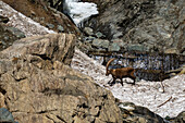 Alpine ibex (Capra ibex), Gran Paradiso National Park, Aosta Valley, Italy.