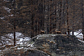 Alpensteinbock (Capra ibex), Nationalpark Gran Paradiso, Aosta-Tal, Italien.