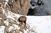 Alpengämse (Rupicapra rupicapra), Nationalpark Gran Paradiso, Aosta-Tal, Italien.