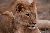 Close up portrait of a young male lion, Panthera leo, resting. Masai Mara National Reserve, Kenya.