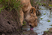 A lioness, Panthera leo, drinking. Masai Mara National Reserve, Kenya.