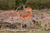 Ein Porträt von zwei männlichen Impalas, Aepyceros melampus. Masai Mara-Nationalreservat, Kenia.