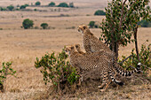 Three cheetah brothers, Acinonyx jubatus, surveying the savanna. Masai Mara National Reserve, Kenya.