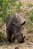 Portrait of a rare white rhinoceros, Cerototherium simium, grazing. Masai Mara National Reserve, Kenya.