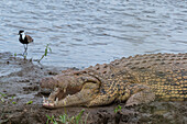 A Nile crocodile, Crocodilus niloticus, resting on a Mara River bank, with a shorebird nearby. Mara River, Masai Mara National Reserve, Kenya.