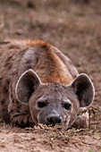 Nahaufnahme einer Tüpfelhyäne, Crocuta crocuta, beim Ausruhen. Masai Mara-Nationalreservat, Kenia.