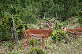 Porträt eines männlichen Impalas, Aepyceros melampus, mit einem anderen grasenden Tier im Hintergrund. Masai Mara Nationalreservat, Kenia.