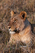 Porträt einer Löwin, Panthera leo, im Ruhezustand. Masai Mara Nationalreservat, Kenia.