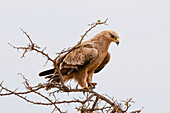 A raptor perched in the top of a thorny acacia tree. Masai Mara National Reserve, Kenya.