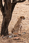 An alert cheetah, Acinonyx jubatus, and her cub resting under a tree. Masai Mara National Reserve, Kenya.