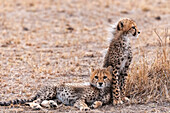 Porträt von zwei Gepardenjungen, Acinonyx jubatus. Masai Mara-Nationalreservat, Kenia.