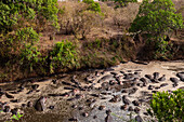 A large group of hippopotamuses, Hippopotamus amphibius, crowded in the Talek River. Talek River, Masai Mara National Reserve, Kenya.