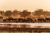 A herd of African elephants, Loxodonta africana, drinking at a water hole. Lualenyi Game Reserve, Malindi, Kenya.