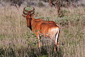 Zwei Koks-Kuhantilopen, Alcelaphus buselaphus cokii, stehen nebeneinander. Lualenyi-Wildreservat, Kenia.
