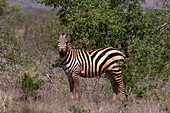 Portrait of a Grant's zebra, Equus quagga boehmi, looking at the camera. Lualenyi Game Reserve, Malindi, Kenya.