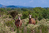 Portrait of two Grant's zebra, Equus quagga boehmi, in scrub, looking at the camera. Lualenyi Game Reserve, Malindi, Kenya.