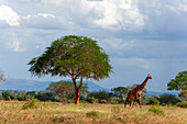 A giraffe, Giraffa camelopardalis, walking in the savanna among acacia trees. Tsavo East National Park, Kenya.
