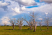 Skelettierte tote Bäume in der Savanne unter einem wolkenverhangenen Himmel. Tsavo-Ost-Nationalpark, Kenia.
