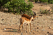 Zwei junge männliche Impalas, Aepyceros melampus. Tsavo-Ost-Nationalpark, Kenia.