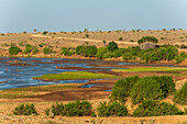 Malerische Landschaft entlang des Galana-Flusses. Galana-Fluss, Tsavo-Ost-Nationalpark, Kenia.