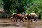 Two African elephants, Loxodonta africana, crossing the Galana river. Galana River, Tsavo East National Park, Kenya.