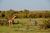 Eine Masai-Giraffe, Giraffa camelopardalis, und ein Zebra, Equus quagga, nähern sich einem kleinen Wasserloch, um zu trinken. Masai Mara Nationalreservat, Kenia.