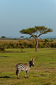Porträt eines gewöhnlichen Zebras, Equus quagga, das in die Kamera schaut. Masai Mara-Nationalreservat, Kenia.