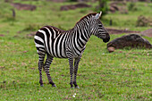 Porträt eines gewöhnlichen Zebras, Equus quagga. Masai Mara-Nationalreservat, Kenia.