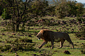Portrait of a male lion, Panthera leo, walking. Masai Mara National Reserve, Kenya.