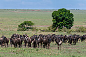 Eine Herde von Gnus, Connochaetes taurinus, in der Savanne. Masai Mara Nationalreservat, Kenia.