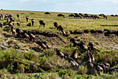 Eine Herde von Gnus, Connochaetes taurinus, klettert ein Flussufer hinauf. Masai Mara Nationalreservat, Kenia.
