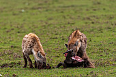 Two spotted hyenas, Crocuta crocuta, eating a wildebeest carcass, Connochaetes taurinus. Masai Mara National Reserve, Kenya.