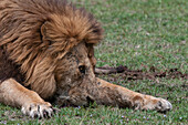 Nahaufnahme eines alten männlichen Löwen, Panthera leo, beim Ruhen. Masai Mara-Nationalreservat, Kenia.