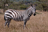 Porträt eines Steppenzebras oder Gewöhnlichen Zebras, Equus quagga. Samburu-Wildreservat, Kenia.