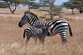 A plains or common zebra colt, Equus quagga, with its mother. Samburu Game Reserve, Kenya.