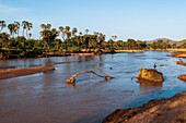 Doum palms, Hyphaene coriacea, along the banks of the Samburu River. Samburu River, Samburu Game Reserve, Kenya.