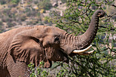 Ein afrikanischer Elefant, Loxodonta africana, beim Grasen. Samburu-Wildreservat, Kenia.
